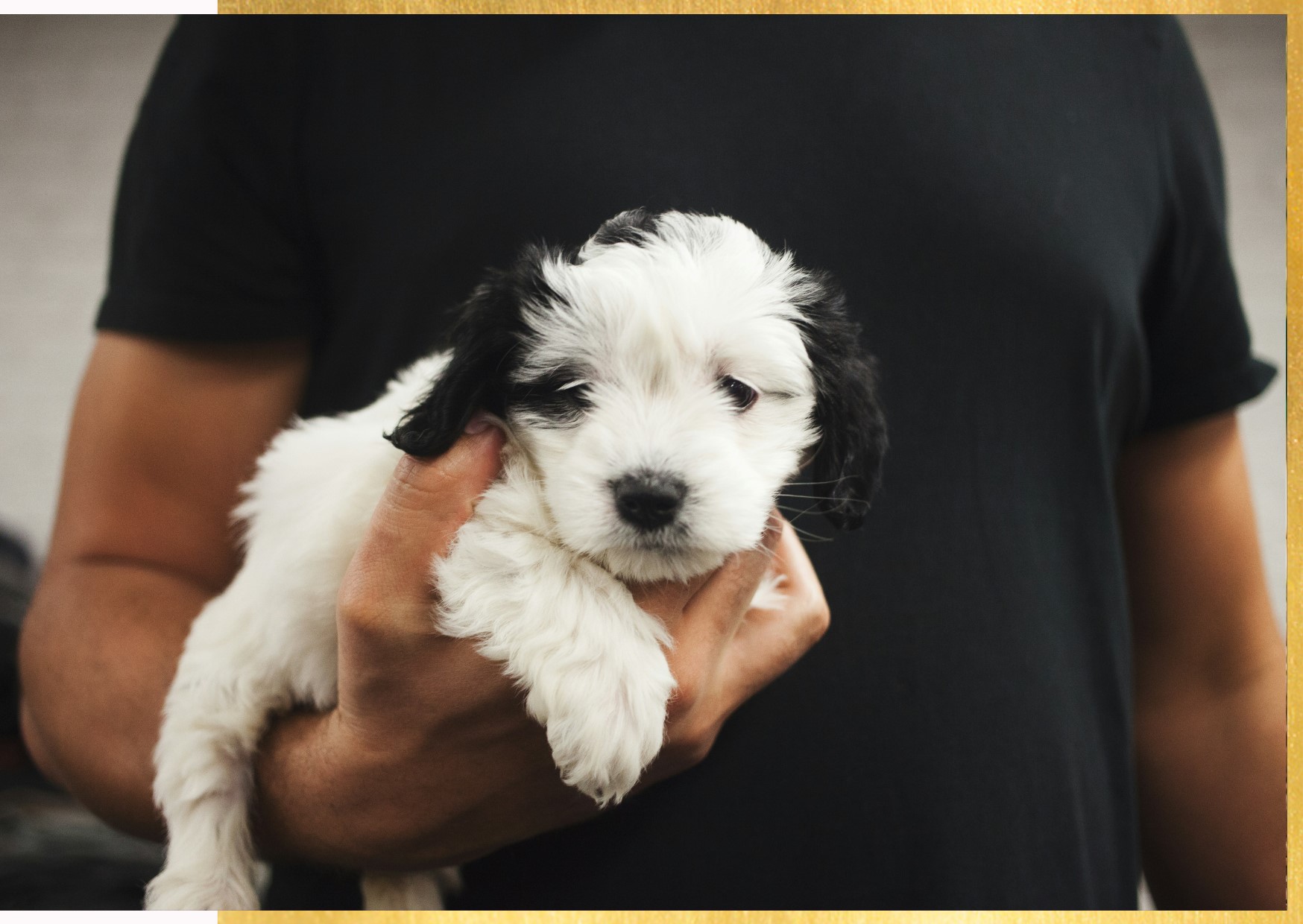 cane-cucciolo-bianco-nero