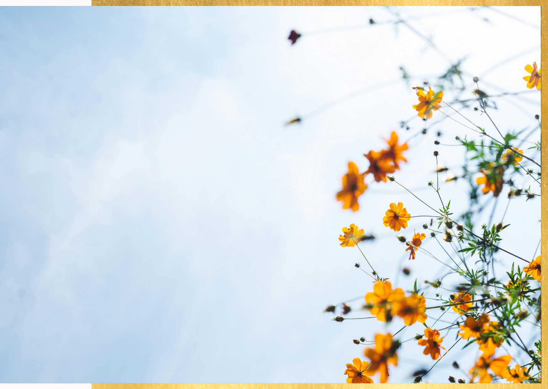 fiori-arancio-cielo-pace