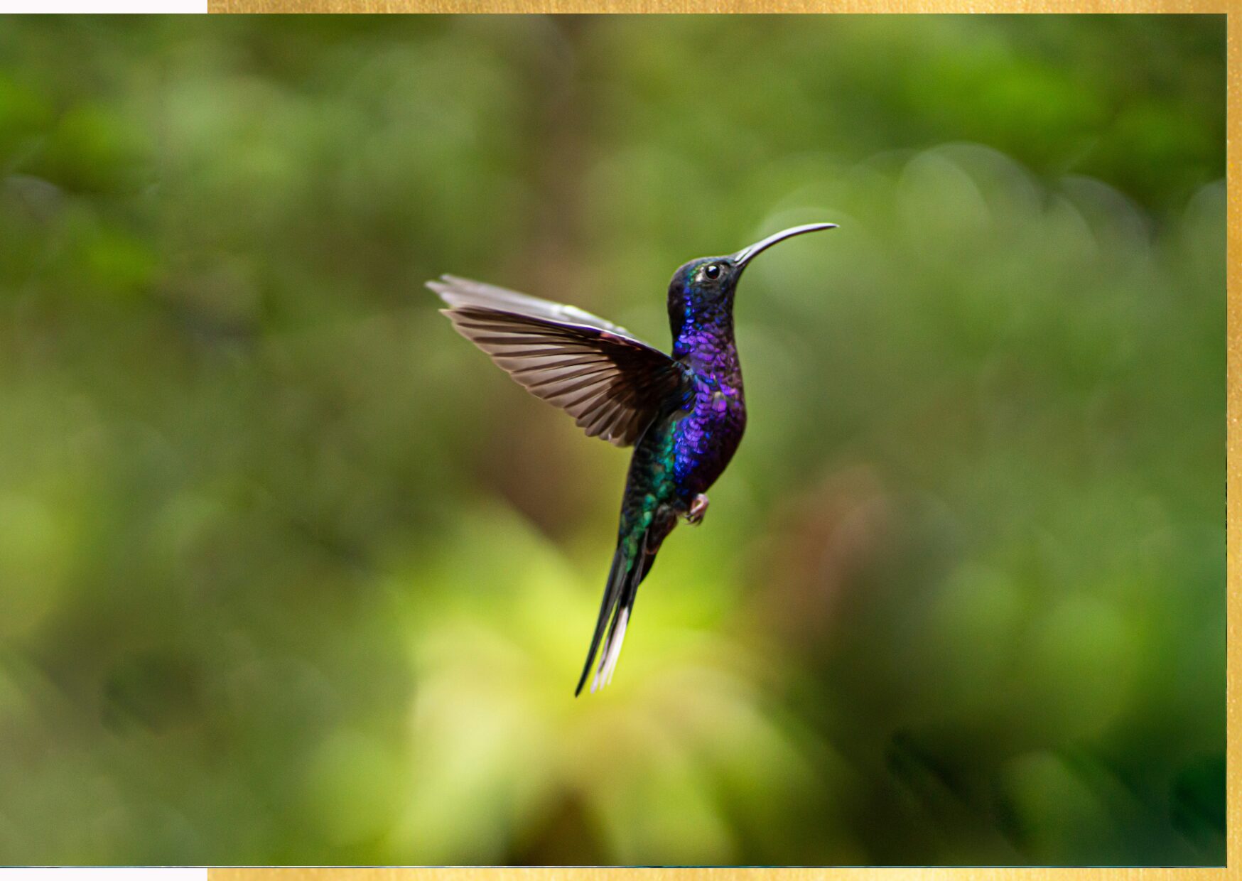 colibri-velocità-battito