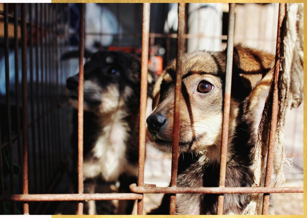 cane-gabbia-libertà