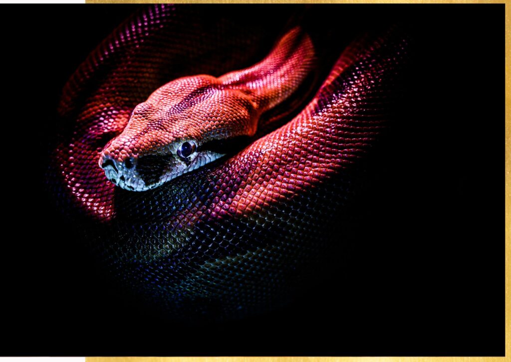 serpente-rosso-nero